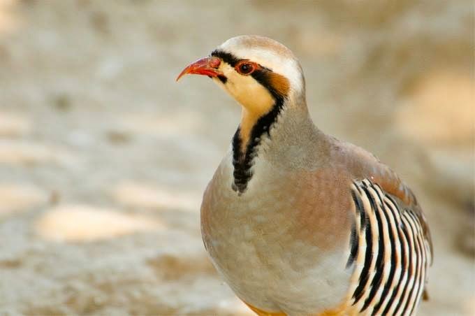 Chakor: the National Bird of Pakistan | Express Photos