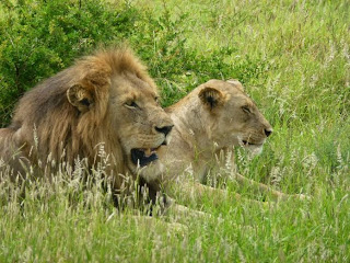 een koningspaar in het gras van het Krugerpark