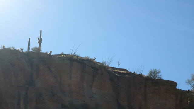 AZ+Desert+Sheep+Hunt+Photos+Big+Rams+Arizona+Desert+Bighorn+Sheep+Society+pics+with+Colburn+and+Scott+Outfitters+40.JPG