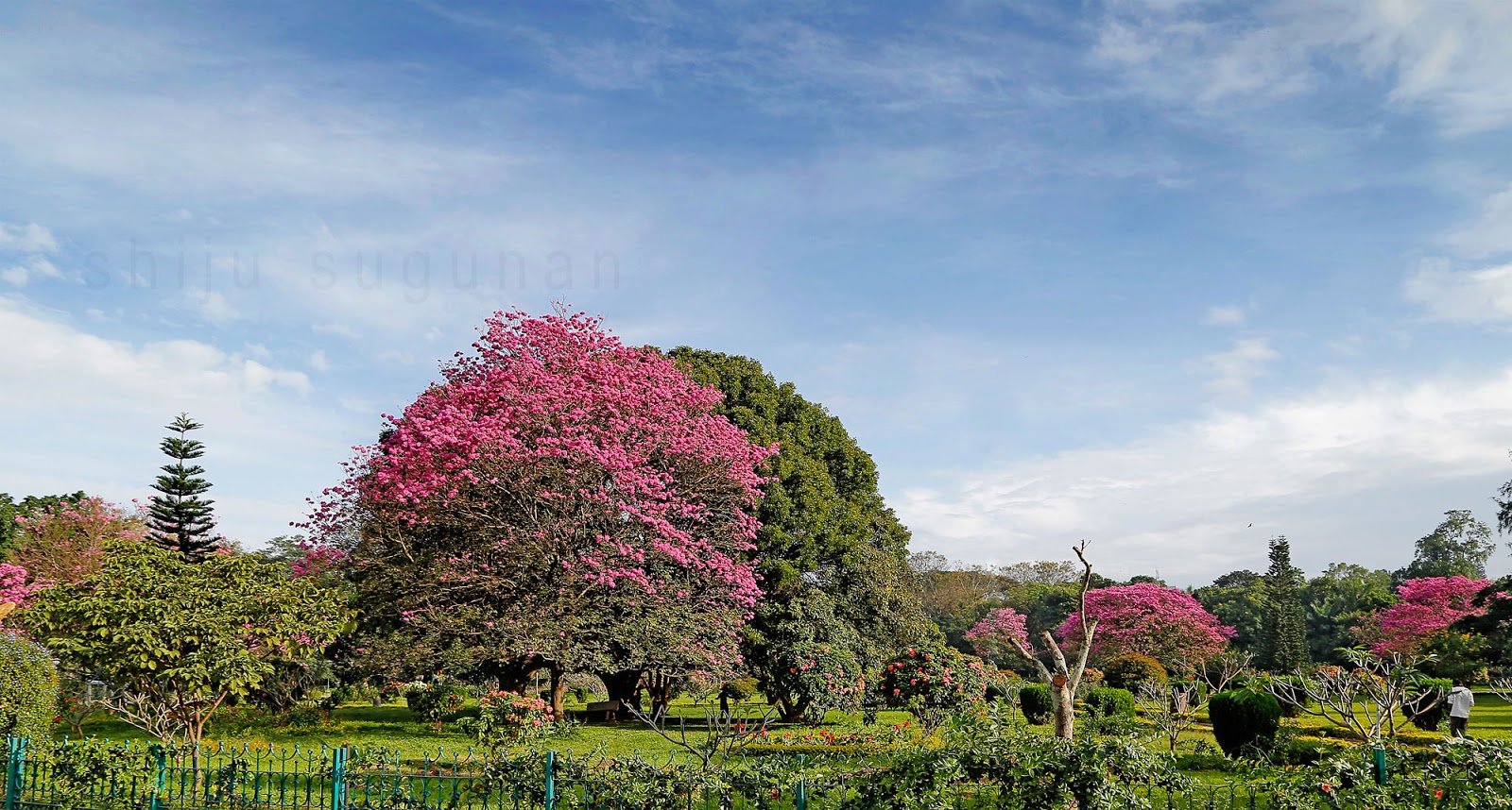 Cranium Bolts A fun morning at Cubbon park, Bangalore