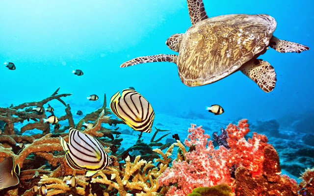 Sea Turtle - HD Wallpapers | Earth Blog