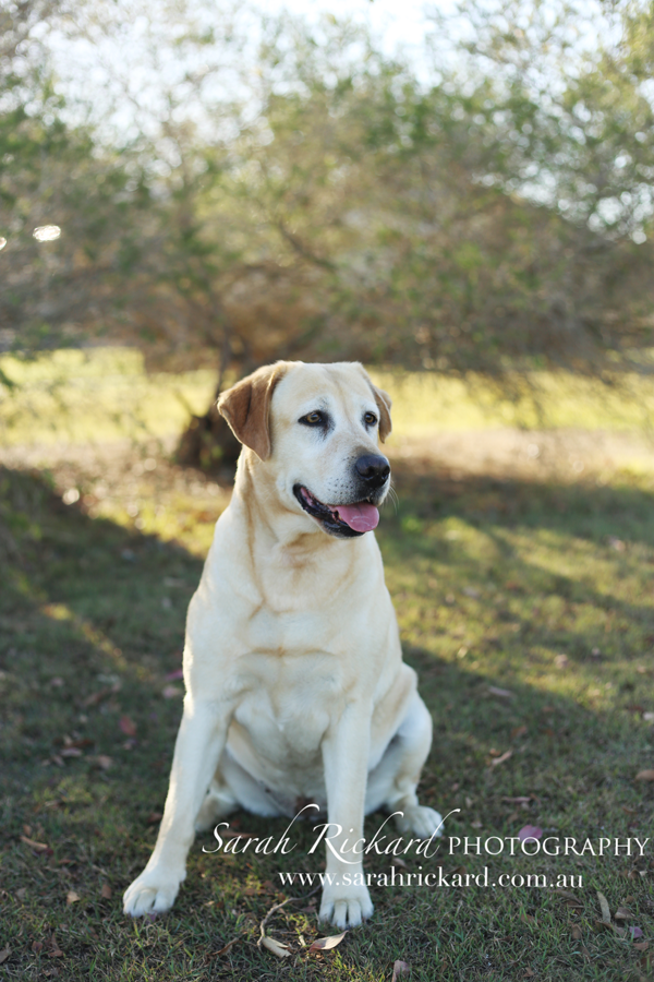 Sarah Rickard Photography Princess Labrador Rescue {Volunteer