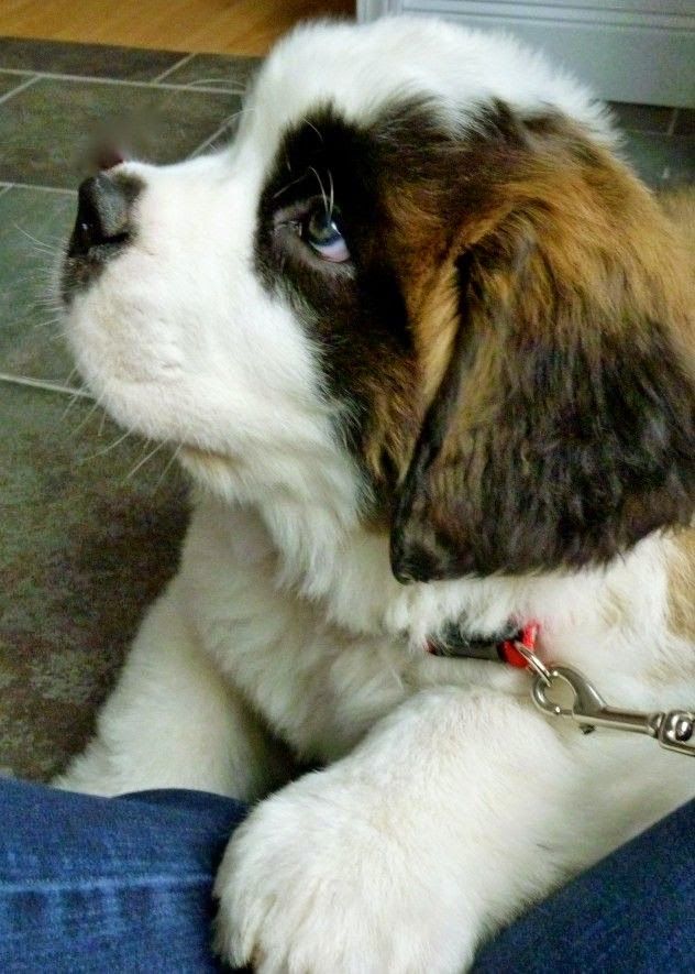 Pet's We Love The 5 Most Loyal Dog Breeds