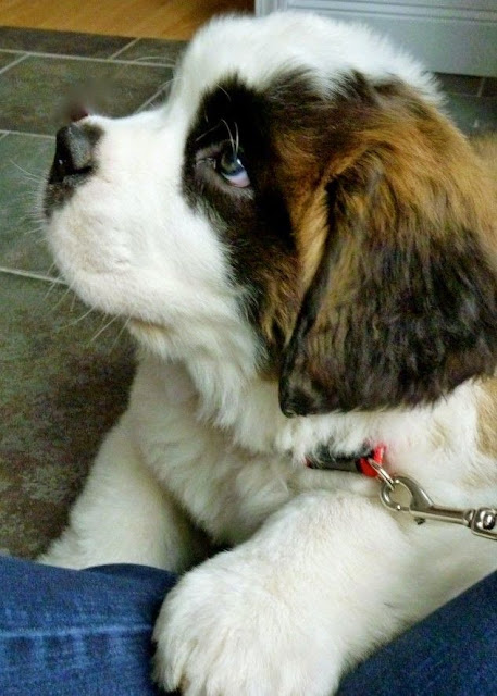 most loyal pet s we most loyal pet s we