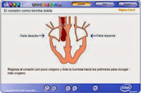 Sistema circulatorio doble.