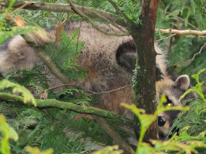 Galla FeistSquirrel Dog Hunting Photo Gallery Washington State Coon
