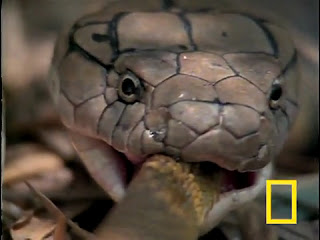 Cobra Eating