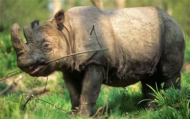Borneo Wildlife: Sumatran Rhinoceros | TVOKM