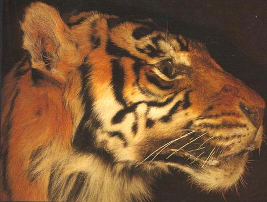 Dunia Tumbuhan Dan Hewan Kajian Ekologi Harimau Jawa Panthera