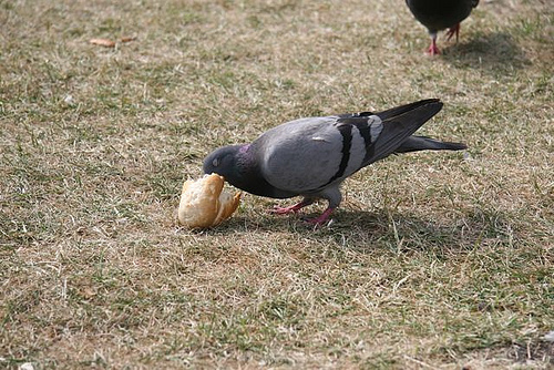 Pigeon wild bird