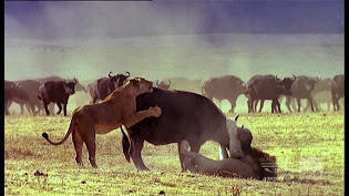 Lions Trying To Kill A Member Of The Herd