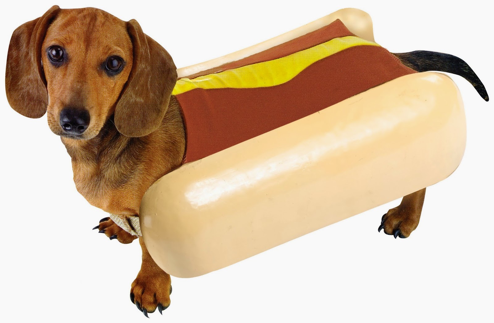 southern orders MAN SAVES HOT DOG AND GETS ARRESTED!