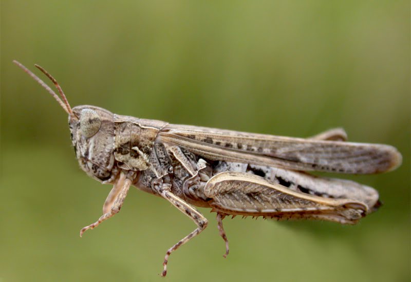 DJBM Philatelic ANIMALS INSECTS LOCUSTS TUCURA LOCUST