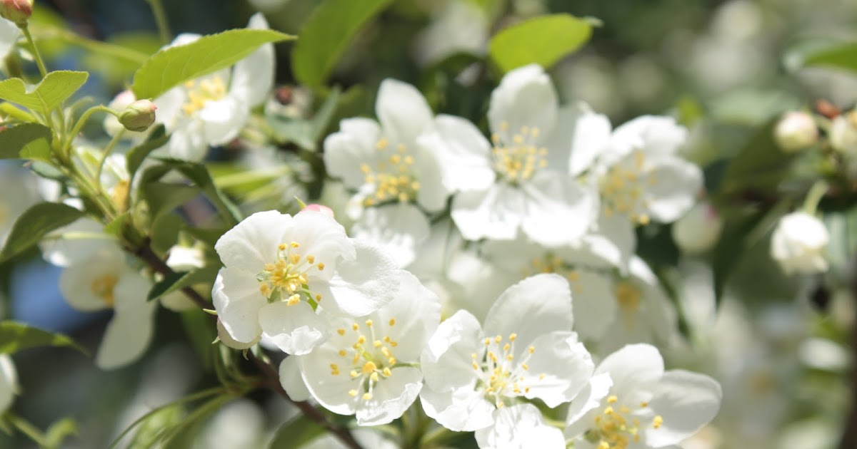 The PET Journal: Learning Through Science - Flowers