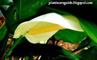 Peace Lily Plant Care Tips