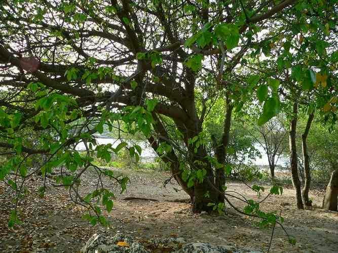 Pohon Manchineel