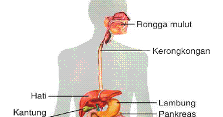 View Gambar Poster Tentang Gangguan Sistem Pencernaan Pada Manusia Pictures