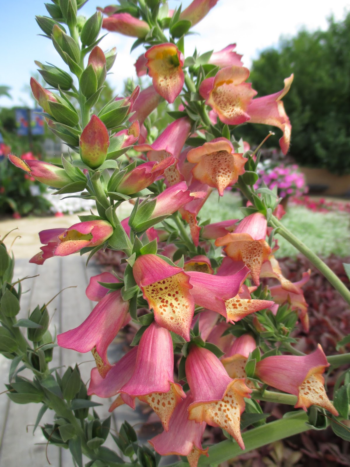 What is a Digiplexis? Rotary Botanical Gardens