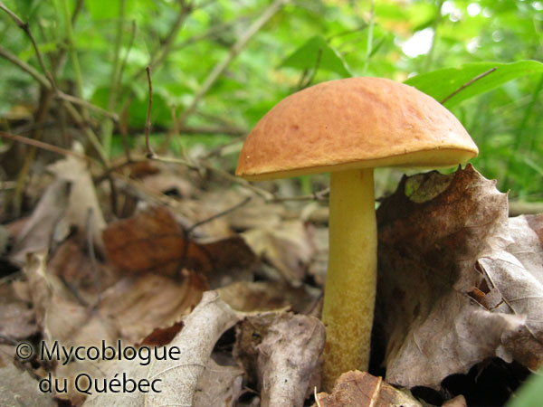 vieille