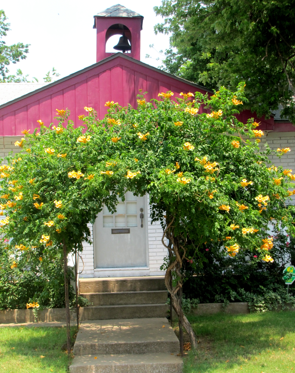 50+ Yellow Trumpet Vine Leaves Images