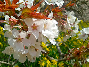 吉高の大桜（千葉県印旛郡）