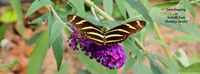 Wyldestone Cottage Buddleia The Butterfly Bush