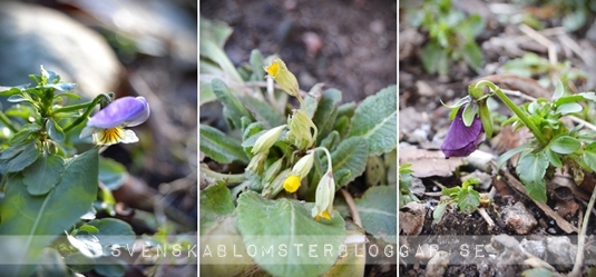 foto emelie ekborg svenskablomsterbloggar.se vårtecken, vårtecken 2013, första vårtecken, signs of spring, spring 201 3, vår 2013