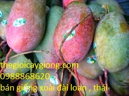 Giống Xoài Đài Loan