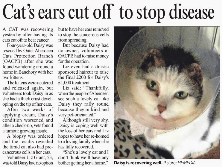 The Essentials Banchory cat has ears removed to stop cancer