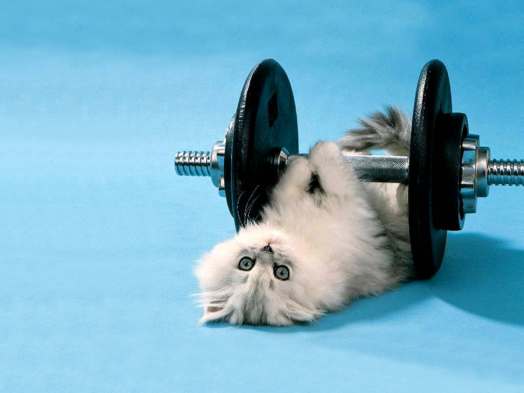 http://4.bp.blogspot.com/-J4Rx607o-mw/Tm8eFxo6Z-I/AAAAAAAAAG4/uErWEvmsyEg/s1600/funny+cat+wallpapers+for+desktop+1.jpg