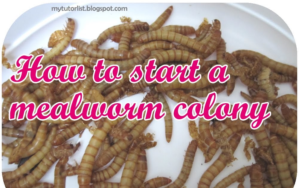 Behind How To Start A Mealworm Colony