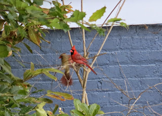 Mr. and Mrs. Cardinal, Tuesday, March 03, 2015, 1:30:54 PM