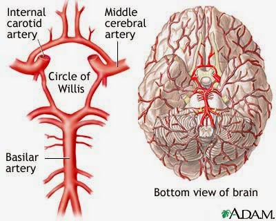 مسبع ويليس - Willis circle - RBCs Team - Neuroanatomy