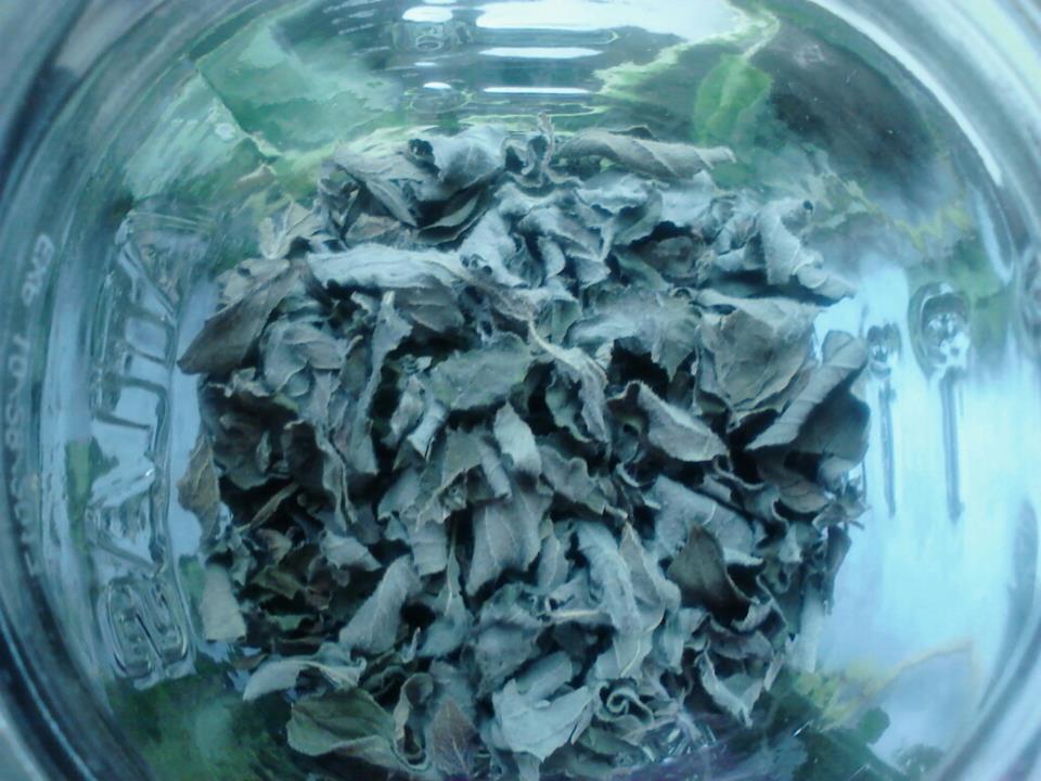 The Traditional Wife Dehydrating Oregano