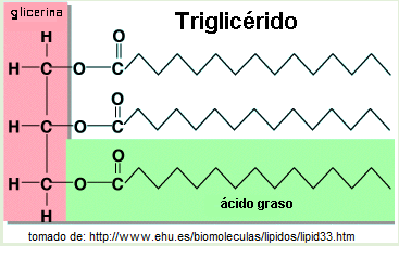 Funcion principal de los esteroides