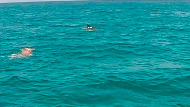 Δροσιά: Δελφίνι κολυμπά δίπλα σε λουόμενους στη παραλία Αλυκές! (ΒΙΝΤΕΟ)
