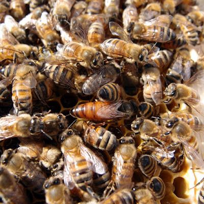 eight acres: Beginner beekeepers - building frames