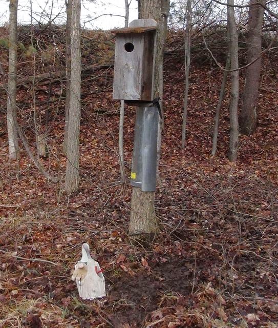 Cottage Country Reflections Wood ducks another project