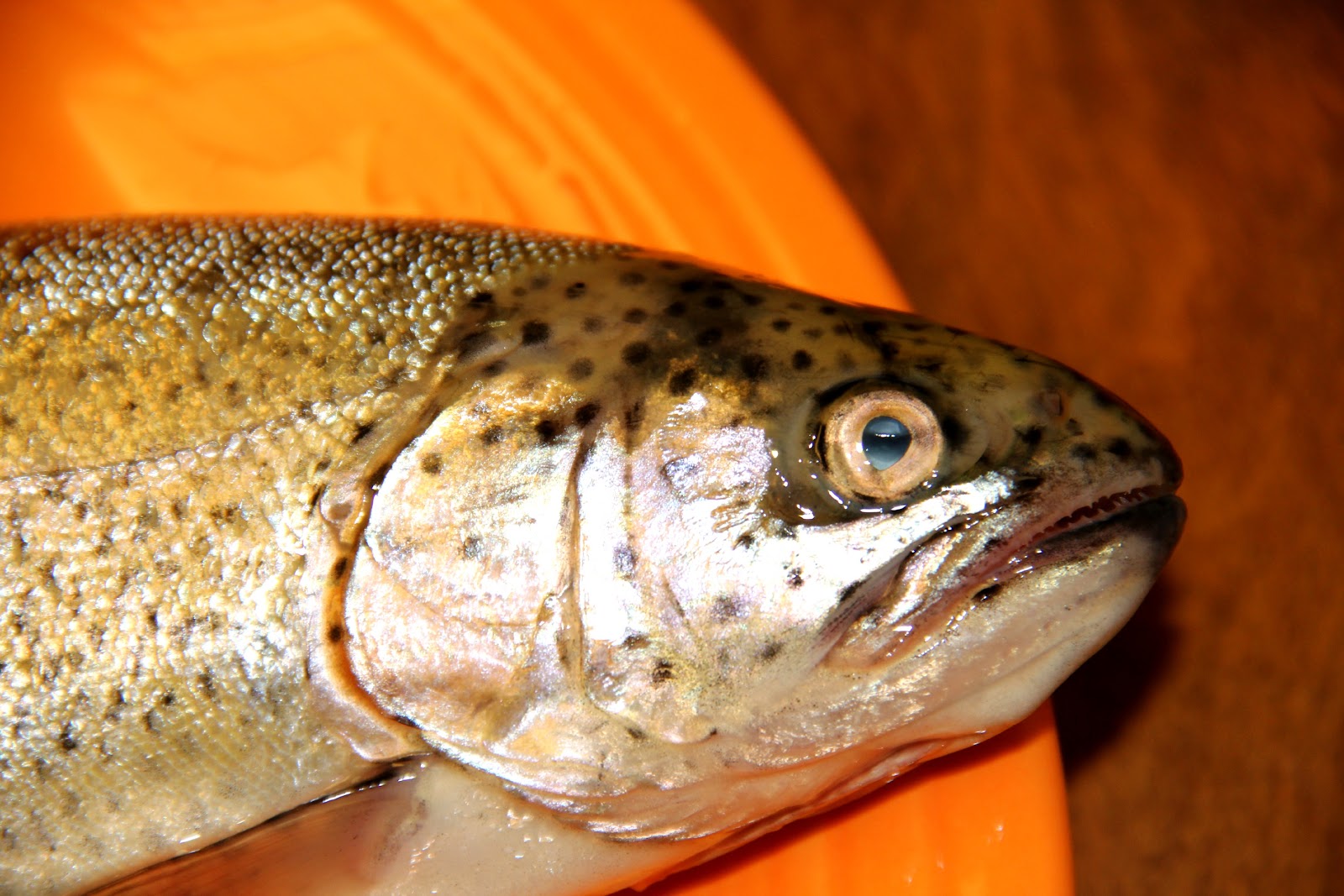 My Name Is Not King... How to Cook Whole Trout