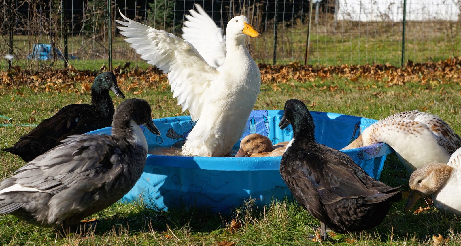 Duck Duck Dog A Week of Duck & Dog Photos November 16th to 22nd