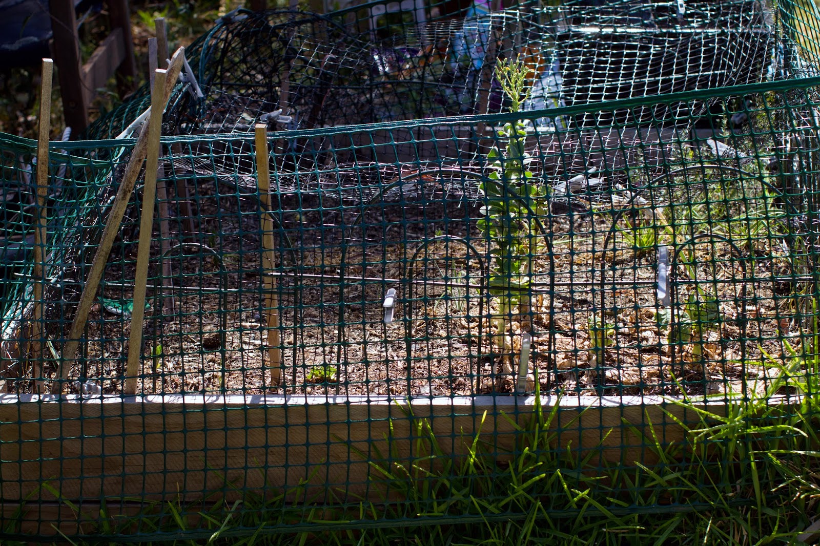 Our Simple and Meaningful Life: The Veggie Garden Update