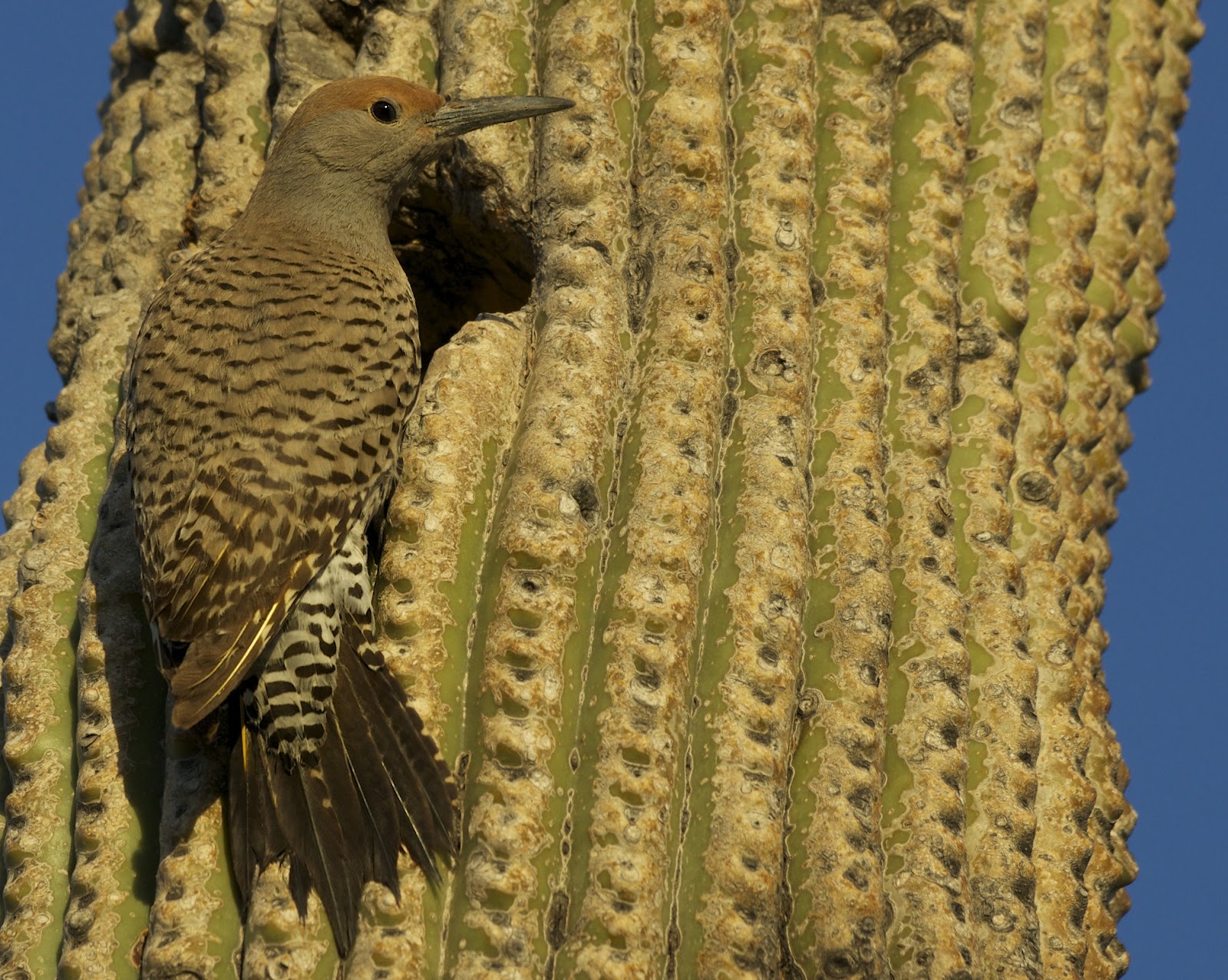 Butler's Birds Desert Birds for Dessert