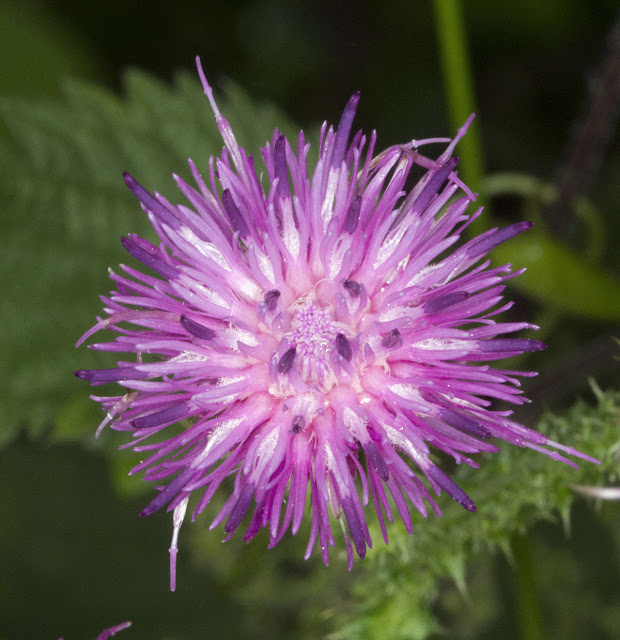 Flower of Welted Thistle, Carduus crispus. Orpington Field Club visit to Lullingstone Country Park. 13 August 2011. Flower of Welted Thistle, Carduus crispus. Orpington Field Club visit to Lullingstone Country Park. 13 August 2011.