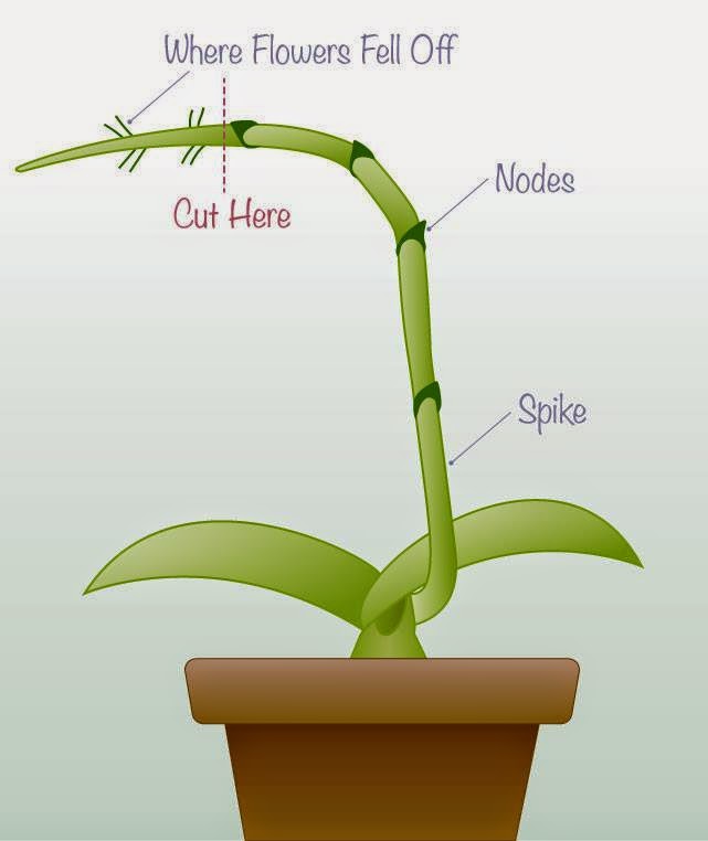 Orchid Obsession Rest Period, Your Plants Not Dying!