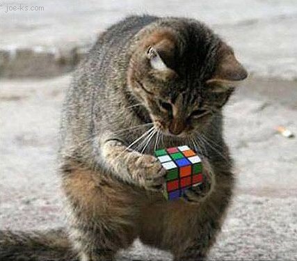 RubiksCubeCat-427x375.jpg