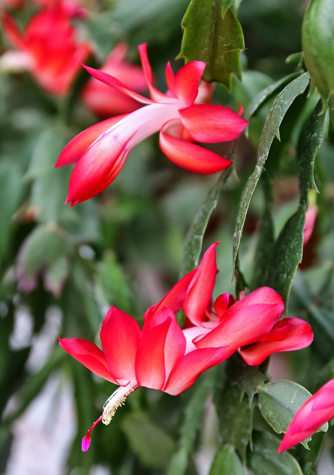 sweet southern days a christmas cactus freeze point