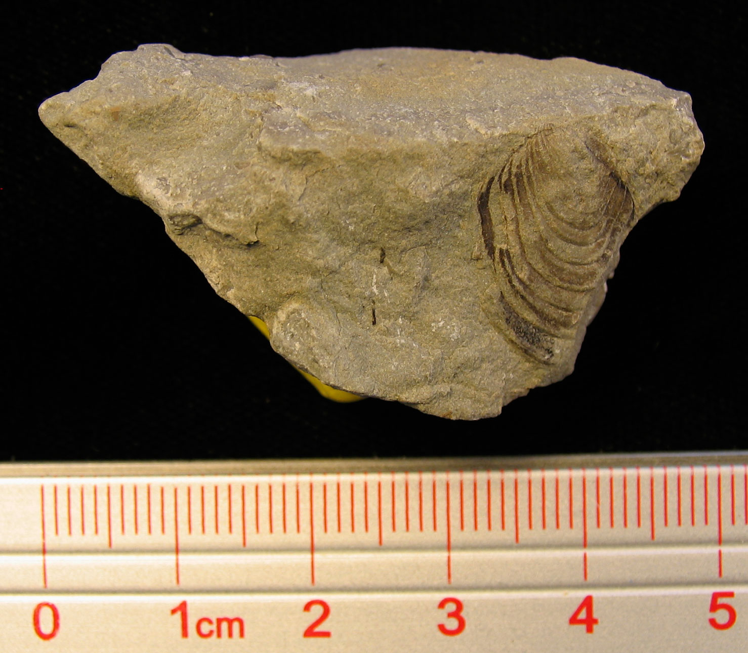 Louisville Fossils and Beyond Paleozoic Pelecypods