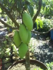 ANGEL NURSERRY: CARA MEMBUAT TABULAMPOT YANG BAIK