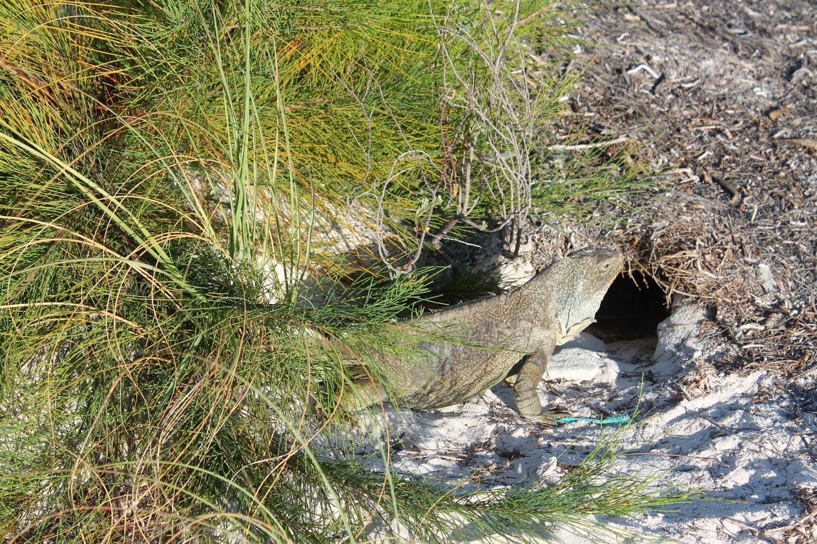 caicos dream tours iguana