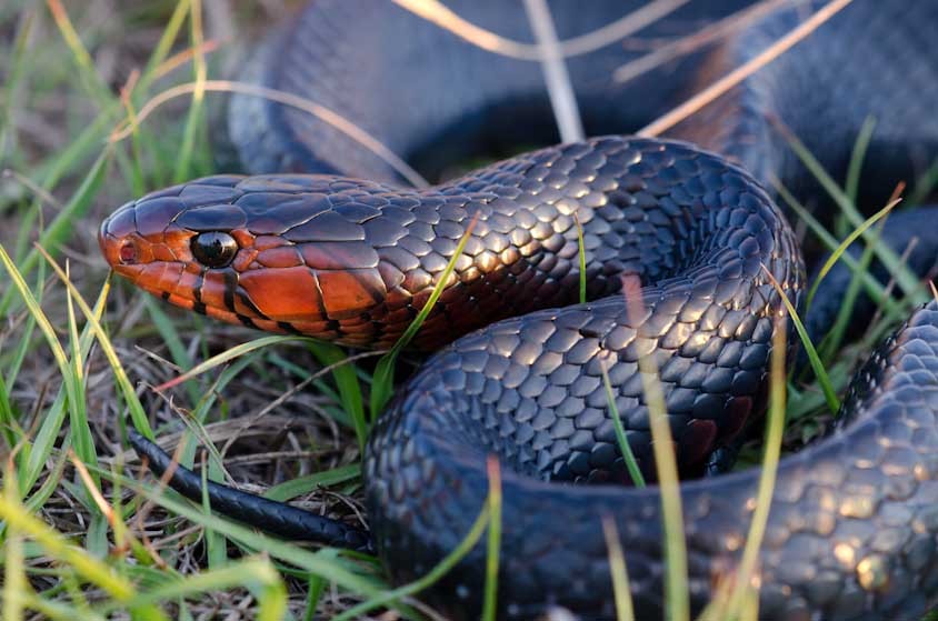 Eastern Indigo Snake snakes